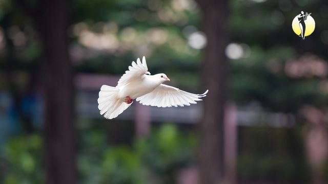 Avis de décès de Vital Heurtebize