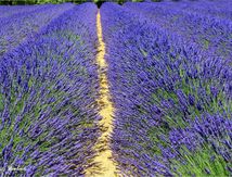 Valensole en fête #2