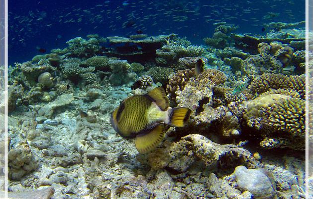 Baliste à moustache ou titan, Giant trigger-fish (Balistoides viridescens) - Snorkeling à Athuruga - Atoll d'Ari - Maldives