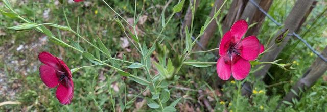 Mes fleurs du jardin en Mai