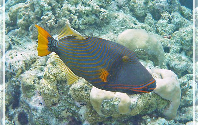 Snorkeling : Baliste strié mâle, Baliste ondulé, Baliste strié d'or, Orange-lined triggerfish, Ondulate triggerfish, Striped triggerfish (Balistapus undulatus) - Moofushi - Atoll d'Ari - Maldives