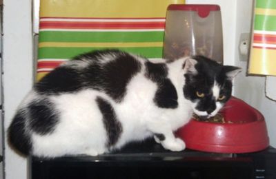 Chats, chats, chats - Cats, cats, cats