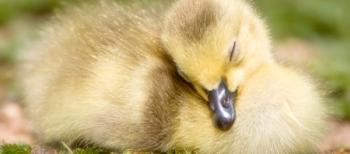 Bonne nuit