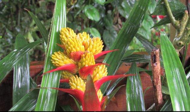 MARTINIQUE AOUT 2017 FLEURS ET FRUITS (10)