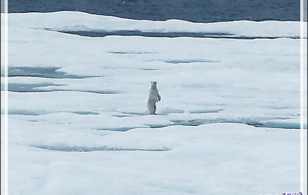 L'observation du premier ours blanc a duré une bonne demi-heure, plus tard, un second, encore plus loin (Polar bear) - Lancaster Sound - Nunavut - Canada