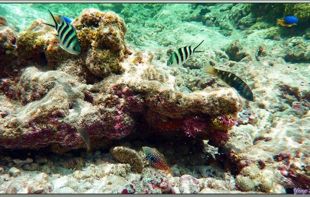 Labre vermiculé  ou Labre léopard ou Labre rare femelle (Macropharyngodon bipartitus bipartitus) - Bird Island - Seychelles