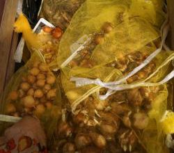 Des bulbes par centaines