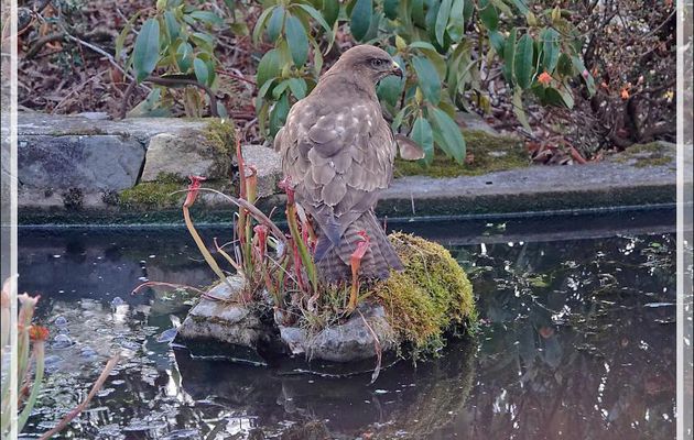 Buse variable, Common Buzzard (Buteo buteo) - Lartigau - Milhas - 31