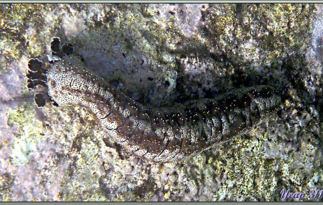 Holothurie rayée ou holothurie tiretée (Pearsonothuria graeffei) - Anse Soleil - Mahé - Seychelles