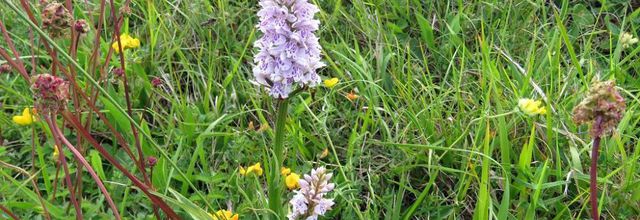 de jolies fleurs d'été