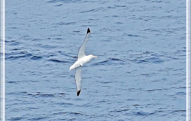 Albatros de Tristan, Tristan Albatross (Diomedea dabbenena) - Nightingale Island - Tristan da Cunha