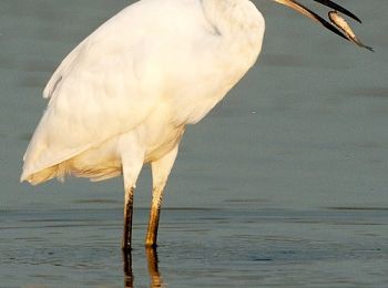 L'aigrette blanche, un élégant prédateur ... 