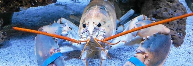 un drôle de homard ( curiosité)