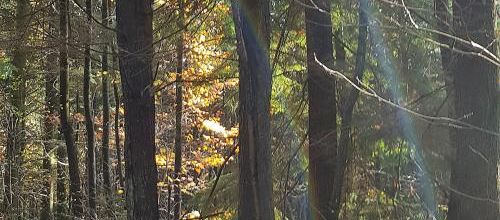 Bain de forêt mais pas bain de pied