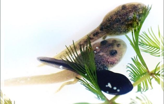 La trilogie des têtards : crapaud, grenouille, alyte - Lartigau - Milhas - 31