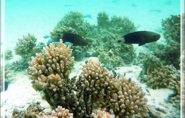 L'eau était tellement chaude, qu'elle vibrait ! - Lagon bleu - Atoll de Fakarava - Tuamotu - Polynésie française