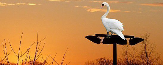 Le lever du cygne
