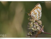 Mélitée du plantin - Melitaea cinxia - Nymphalidae