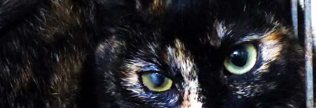 Dimanche c'est chat