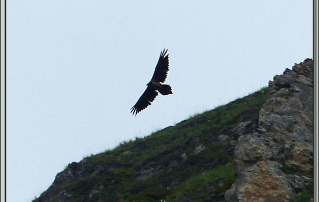 Vautours fauves à la curée : un jeune Gypaète barbu (Gypaetus barbatus) attendait qu'ils libèrent les lieux pour passer à table à son tour - Vallon d'Esquierry - Oô - 31