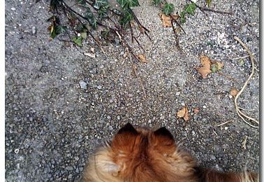 Chats du quartier