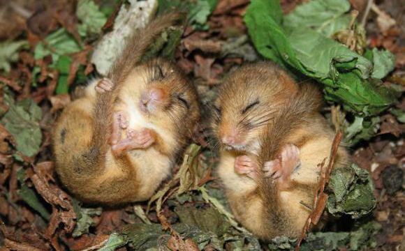 Souris sauvages, mais pas d'ordinateur (2)