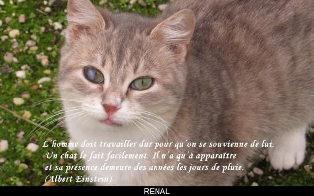 Le chat.....