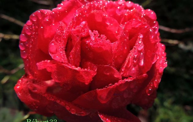 ma dernière rose de Noel