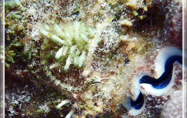 Syngnathe réticulé ou Poisson-aiguille cerclé de jaune, Reticulated pipefish or Yellowbanded pipefish (Corythoichthys conspicillatus) - Atoll de Fakarava - Tuamotu - Polynésie française