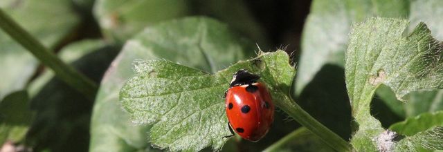 Un point rouge au soleil