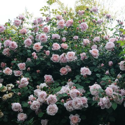 Rosier Liane Remontant New Dawn