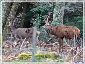 C'est un cerf d'appellation 12 cors (il a les bois un peu déséquilibrés, 6 d'un côté 5 de l'autre, mais c'est quand même un 12 cors). Le piquet flou qui me gêne est celui de notre clôture, lui ne se voit pas, mais il y a aussi le grillage qui n'arrange pas la photo.
