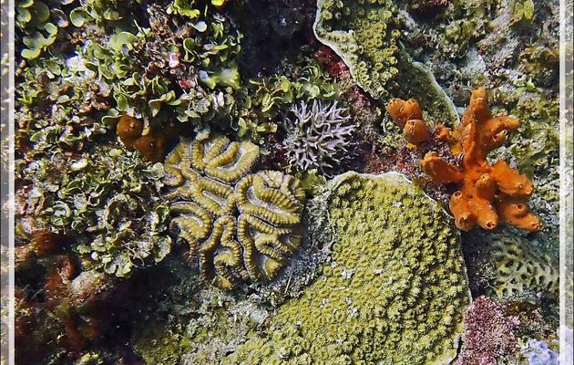 Corail cerveau lobé et corail rayonnant - Bank des Frères - Tsarabanjina - Mitsio - Madagascar