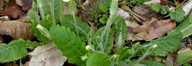 Primula vulgaris - primevère acaule