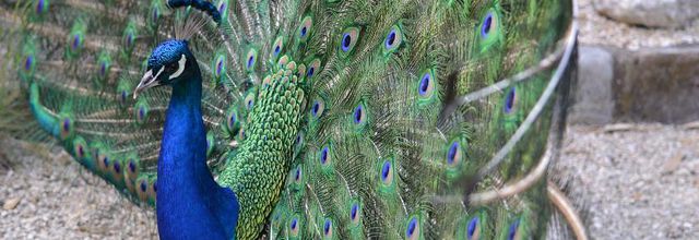 Parc Floral de Paris : La légende du paon bleu