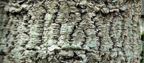L'araucaria, un arbre classé remarquable