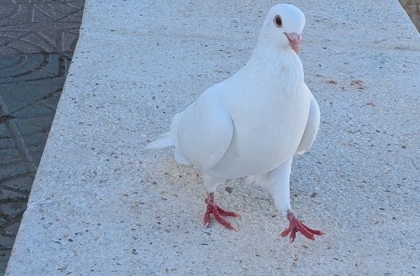 des oiseaux à Calpe - Espagne