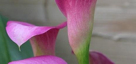 Photo de l'été 6 - les arums (calla)