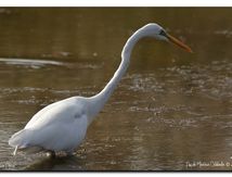 Grande Aigrette