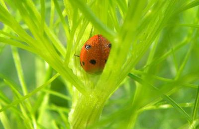 Ma coccinelle dans le journal