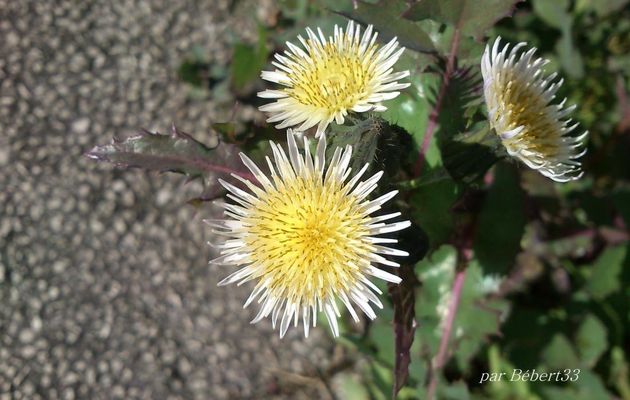 de jolies fleurs , prise avec le S...