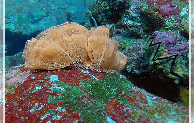  Ponte de la limace de mer Danseuse espagnole, Spanish dancer (Hexabranchus sanguineus) - Spot Betalinjona - Nosy Tsarabanjina - Archipel Mitsio - Madagascar