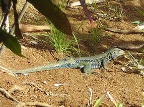 Le lézard à pompes ... 