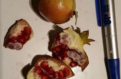 Les mini grenades de mon bonsaï...