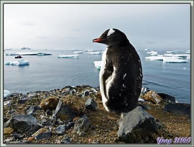 Manchots papous - Brown Bluff - Péninsule Antarctique