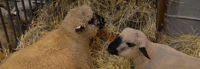 Salon International de l'Agriculture : Le mouton Hampshire