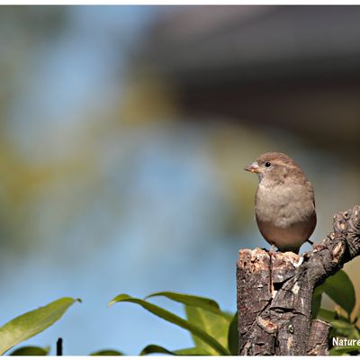 Moineau