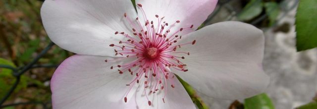 Des fleurs, encore des fleurs... dans mon village, le 25 juillet (suite)...