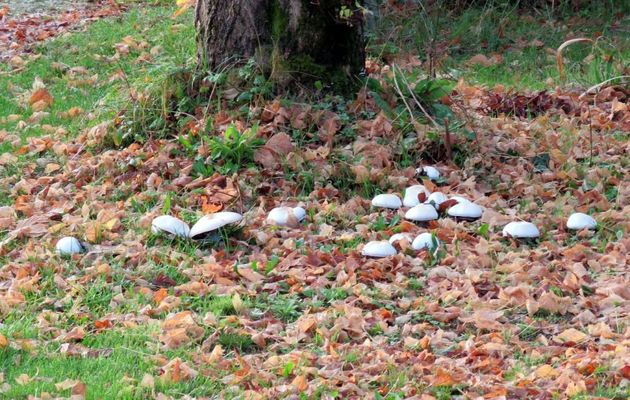 champignons au jardin