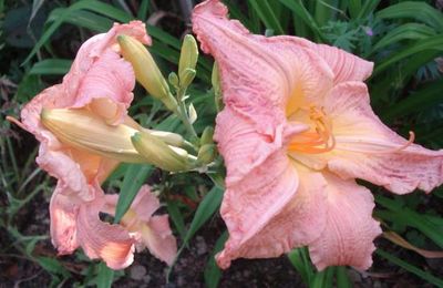 'Shisbui Splendor'